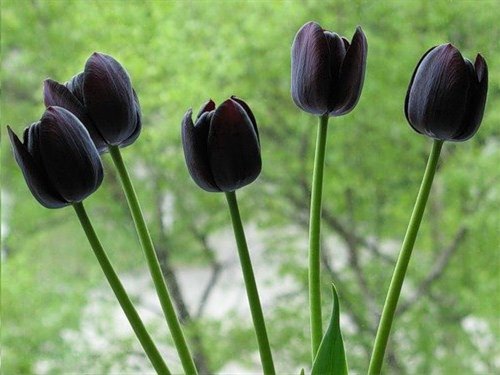 Черные голландские тюльпаны